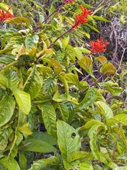 Odontonema cuspidatum
