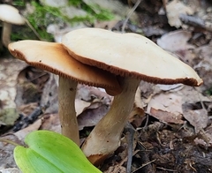 Cortinarius trivialis