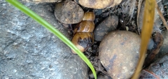 Juga plicifera