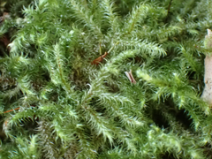 Rhytidiadelphus loreus