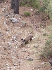 Sus scrofa