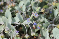 Mertensia maritima