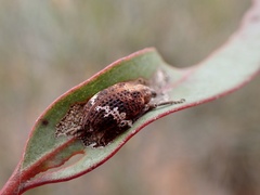 Oxyops fasciatus