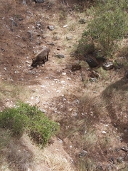 Sus scrofa