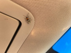 Paranapiacaba tricincta