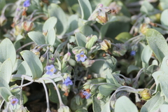 Mertensia maritima
