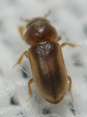 Tropicus pusillus