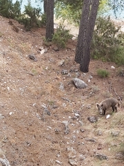 Sus scrofa