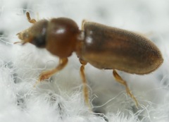 Tropicus pusillus