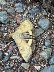 Pyrausta californicalis