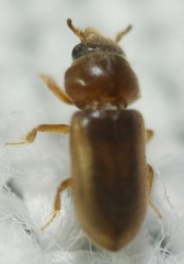 Tropicus pusillus