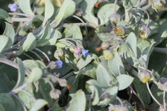Mertensia maritima