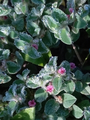 Indigofera cordifolia