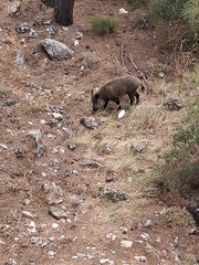 Sus scrofa