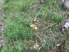 Diuris pardina