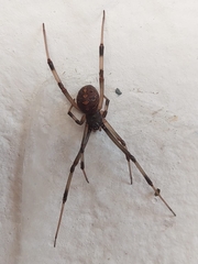 Latrodectus geometricus