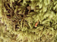 Hypnum circinale