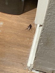 Periplaneta americana