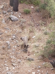 Sus scrofa