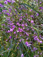 Glycine clandestina
