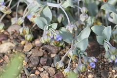 Mertensia maritima