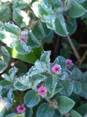 Indigofera cordifolia