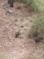 Sus scrofa