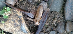 Ophiogomphus occidentis