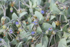 Mertensia maritima