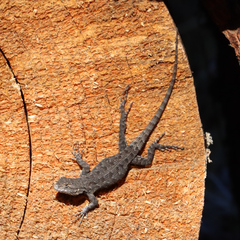 Sceloporus occidentalis taylori