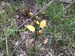 Diuris pardina