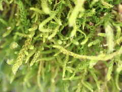 Claopodium crispifolium