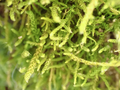 Claopodium crispifolium