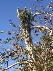 Phoradendron macrophyllum