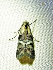 Pococera