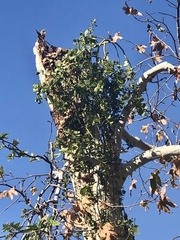 Phoradendron macrophyllum