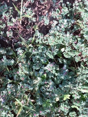 Indigofera cordifolia