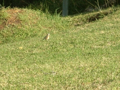 Cercotrichas quadrivirgata