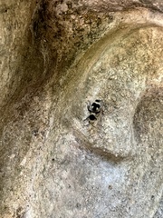 Dasymutilla arachnoides