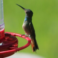 Amazilia yucatanensis