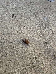 Cicadoidea