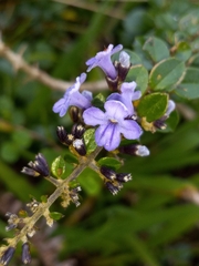 Duranta