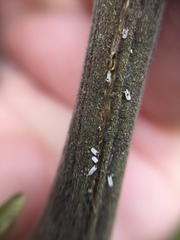 Trullifiorinia acaciae