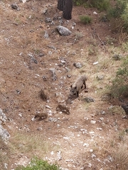 Sus scrofa