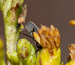 Ochrimnus carnosulus