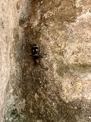 Dasymutilla arachnoides