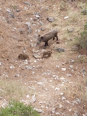Sus scrofa