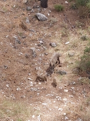 Sus scrofa
