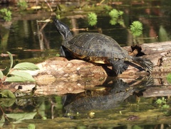 Trachemys scripta
