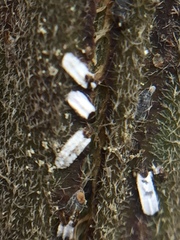 Trullifiorinia acaciae